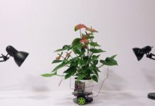 Elowan : la plante hybride à moitié robot attirée par la lumière