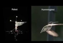 Des chercheurs ont créé un robot colibri équipé d’une intelligence artificielle