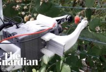 Robocrop : le premier robot cueilleur de framboise