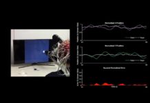 Un bras robotisé contrôlé par la pensée… sans implant au cerveau