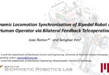 Little Hermes : le robot bipède qui imite les réflexes naturels d’un humain