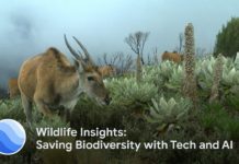 L’IA de Google utilisée pour aider les spécialistes de la conservation de la faune
