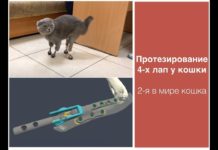 Dymka, le chat aux pattes bioniques imprimées en 3D