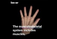 Virtual human hand simulation holds promise for prosthetics!