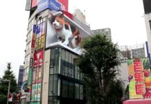 Who wants to help the little digital cat?