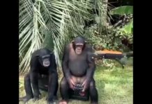2 chimp brothers checking out new drones