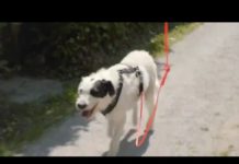 Want a drone to walk your dog?