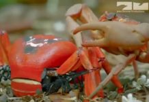 🦀 Robotic Spy Crab joins thousands of Christmas Island crabs as they march to the sea