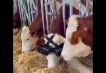 A Turkish farmer tests out VR goggles on cows to get more milk