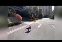 Un chien robotisé équipé d’un haut-parleur diffuse des mesures anti-pandémie dans l’est de la Chine