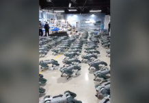 Test à grande échelle des robots chiens Unitree Go1 dans l’usine de Unitree Robotics