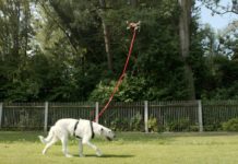 Marre de promener votre chien ? Achetez un drone ;)