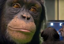 Ce chimpanzé nommé Ayumu a fait la une il y a 10 ans pour sa capacité à battre les humains dans des tests de mémoire, tant en vitesse qu’en précision