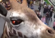 Les animaux doivent-ils passer leur vie en captivité pour notre plaisir ⁉️ 🦒