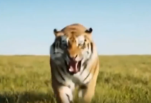 Bien malin qui pourra faire la différence entre réel et IA !