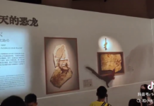 🇨🇳 Des espèces éteintes prennent vie sur les murs à Shanghai. Quand le musée devient une expérience immersive 👇