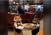 20 % de vidéo IA slop (bouillie) recommandées sur YouTube !Quand la tech nous abrutit par design économique 👇