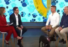 Touchant ❤️ ! Il sauve sa chienne d’un cancer avec ChatGPT et 3000 $.Les big pharmas font des traitements à 100 000 $ par patient 👇